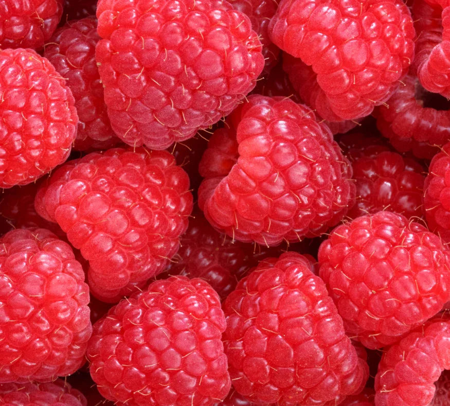 Saint James Red Raspberry Black Tea (12 Count)